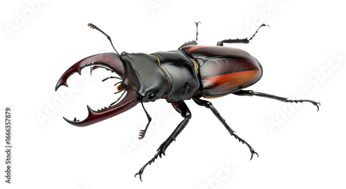 Bild auf Leinwand Isolated Stag Beetle