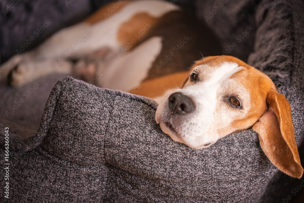 Fototapeta premium Beagle dog resting in cozy bed