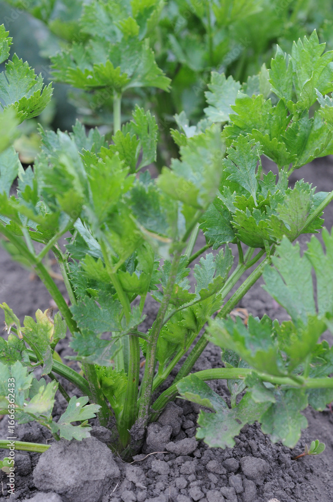 Fototapeta premium Celery plants growing in the garden. Close-up.