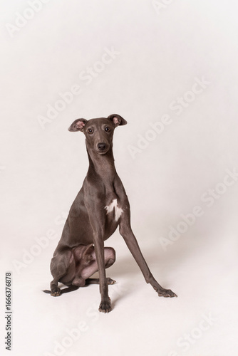 Fotografie Cute small Italian greyhound sitting studio portrait on a white background