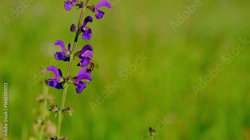 Wallpaper Mural Close-up video of a bee collecting pollen on meadow clary (Salvia pratensis) flowers in a summer field Torontodigital.ca