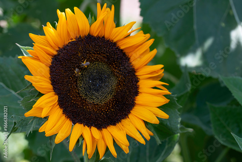 Close-up of sunflower blossoms and bees, a symbiotic relationship
