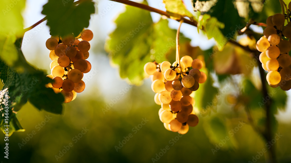 Fototapeta premium Beautiful ripe yellow grapes hanging on a vineyard in the sunlight