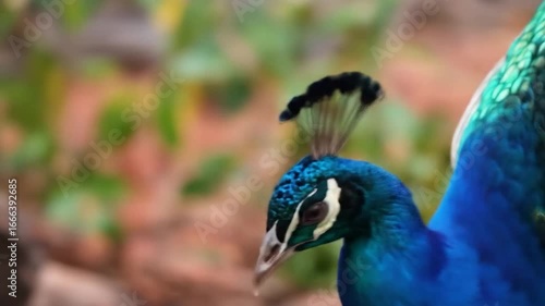 Wallpaper Mural Closeup peacock footage vibrant blue green feathers wildlife nature bird Torontodigital.ca