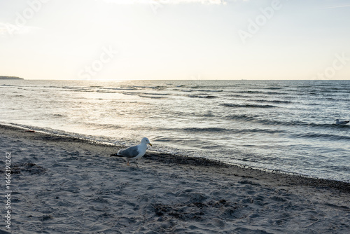 Möwe im Abendlicht am Meer