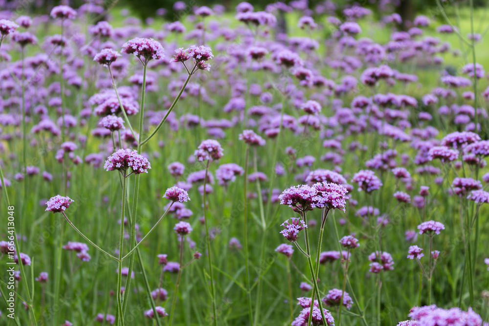 Naklejka premium Purple flowers of Verbena bonariensis bloom in the park