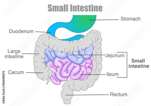 Large intestine colored parts diagram. Organ anatomy. Majority of absorption occurs  Three parts, duodenum, jejunum, ileum Vector illustration