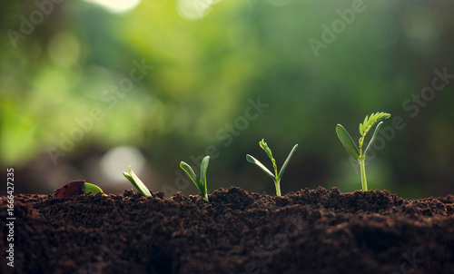 close up of  small plant with four other plants growing in the dirt