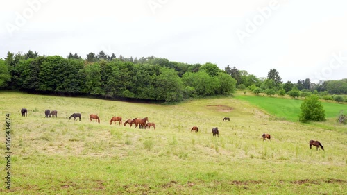 Large group of horses grazing on a lush meadow in Germany under overcast daylight, surrounded by scattered trees, capturing the herd's natural behavior and the landscape's greenery.
