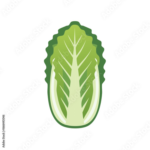 Fresh green napa cabbage head illustration icon, chinese cabbage illustration