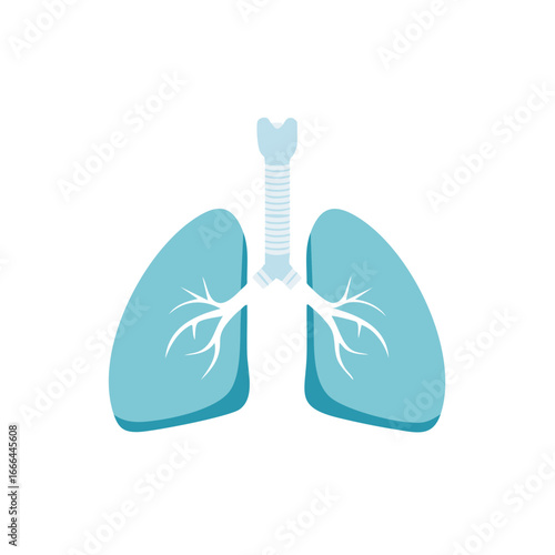 Illustration of the Lungs and Respiratory System Anatomical Health and Medical