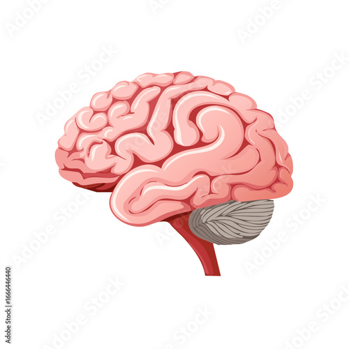 Human Brain Anatomy Vector Illustration Showing Cerebral Hemispheres and Cerebellum Structure