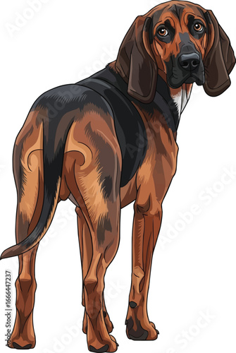 Bavarian Mountain Scent Hound dog looking back over shoulder