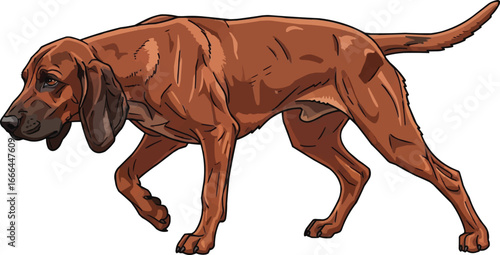 Bavarian Mountain Scent Hound dog alert pointing vector illustration
