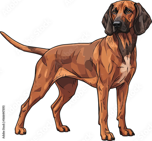 Bavarian Mountain Scent Hound dog standing alert looking away 