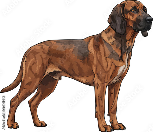 Bavarian Mountain Scent Hound dog standing side profile view