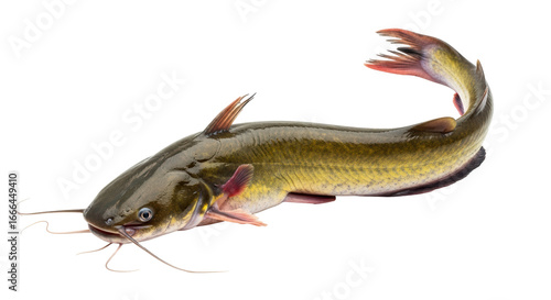 Isolated Catfish