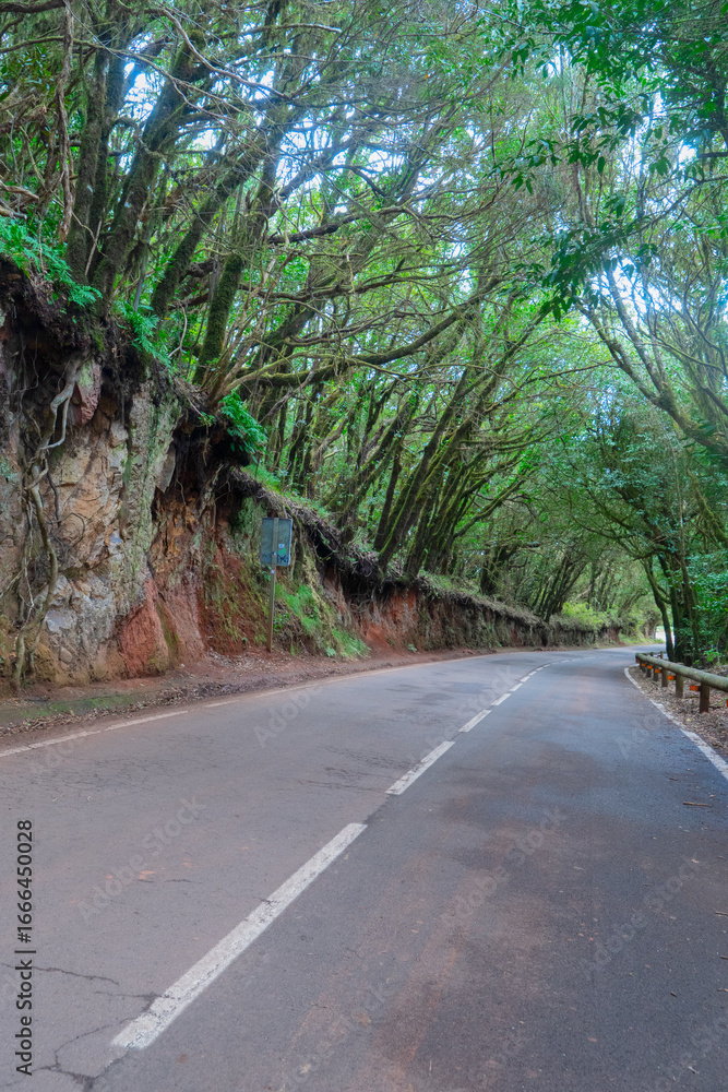 Naklejka premium Wild nature of Anaga relict forest,. and winding road, Tenerife, Spain