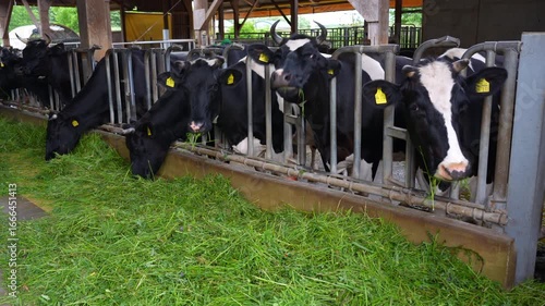 Cows feeding on fresh green grass inside a modern dairy barn with natural light filtering through.