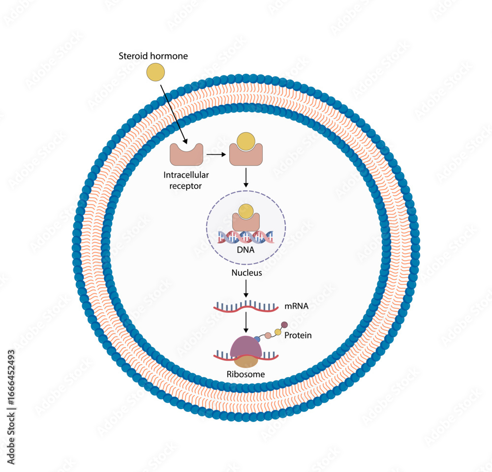 Fototapeta premium Steroid hormones mechanism of action. Steroids Bind to an intracellular receptor. Hormone-receptor complex activate gene transcription in the nucleus, followed by protein synthesis. Vector diagram.