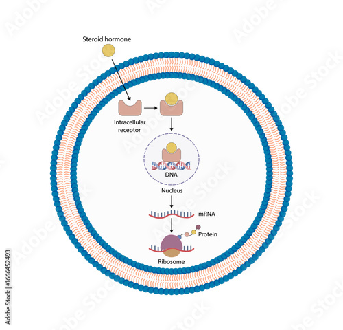 Steroid hormones mechanism of action. Steroids Bind to an intracellular receptor. Hormone-receptor complex activate gene transcription in the nucleus, followed by protein synthesis. Vector diagram.