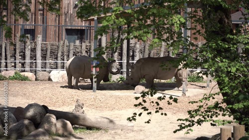 Two African rhinos in a zoo enclosure. The rhino eats dry grass and hay. Two males fight. A funny but dangerous animal in the wild. A horn on the head and thick gray skin. Safari Park