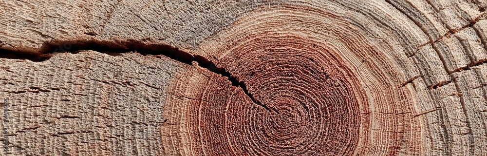 Fototapeta premium Close-up wood cross-section with growth rings and a crack