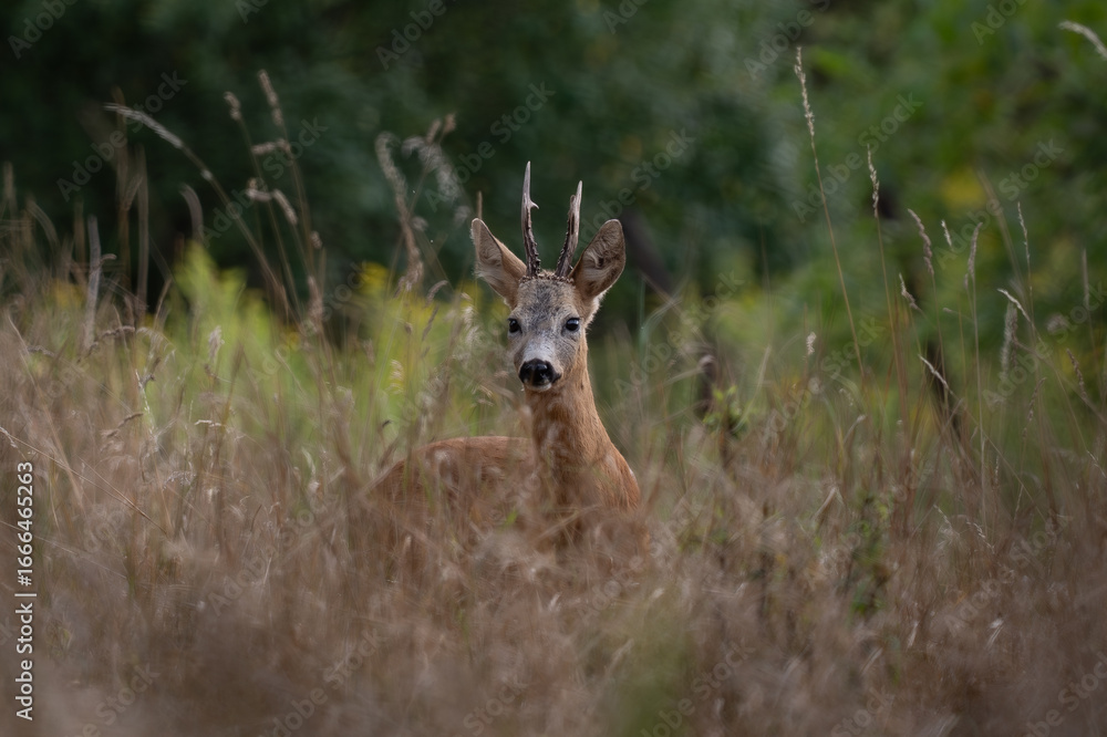 Obraz premium Roebuck