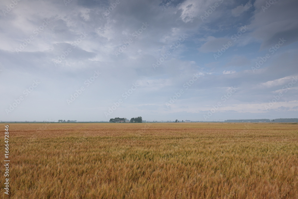 Obraz premium 色づきが進む6月末の麦畑 当別町