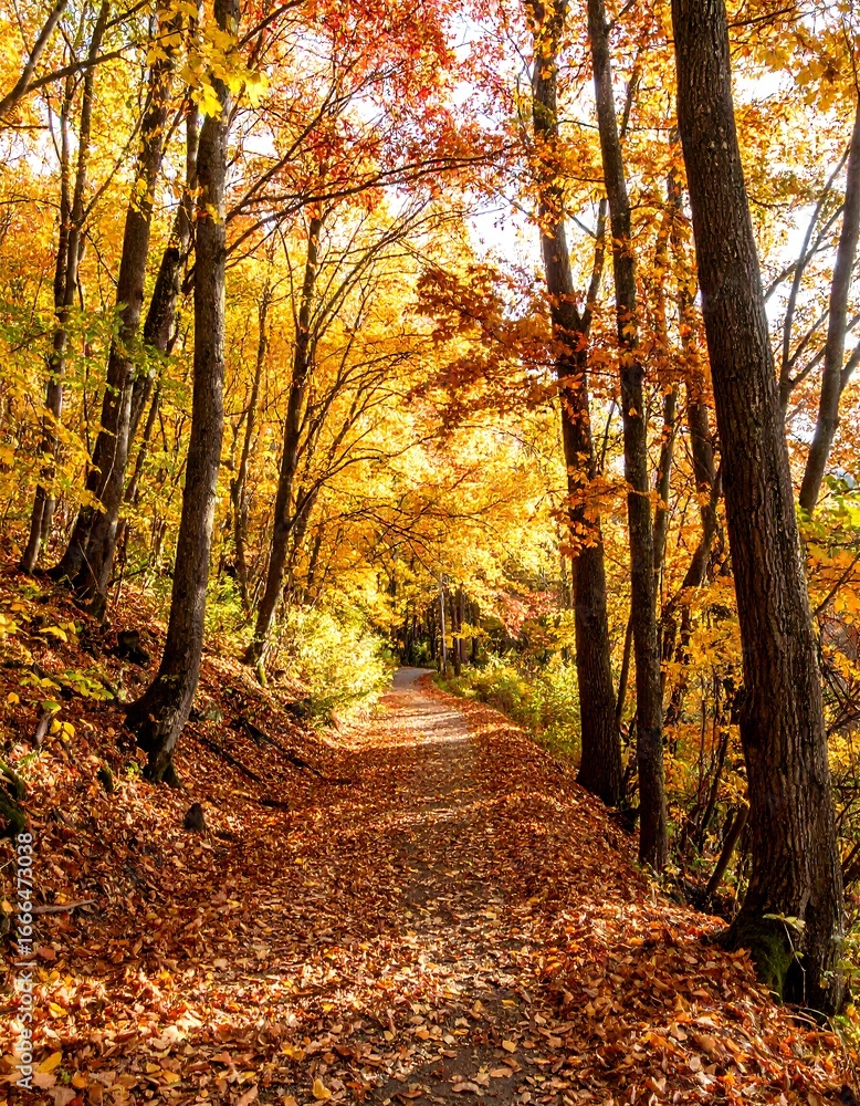Obraz premium A sun-drenched forest path winds through a vibrant autumn landscape, showcasing a tapestry of golden and fiery red foliage.