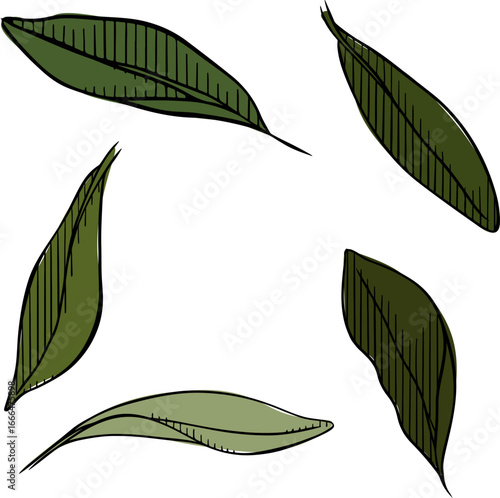 Olive leaf set isolated colored items set. Vector graphic line ink illustration. Green raw organic olive natural collection. Tree elegant green leaves poster, invitation, holiday banner, postcard.