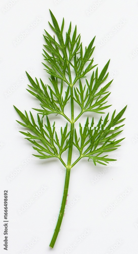 Fototapeta premium Single Delicate Green Parsley Sprig Isolated on White