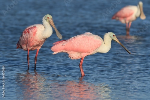 Roseate Spoonbill, Central America, Florida,