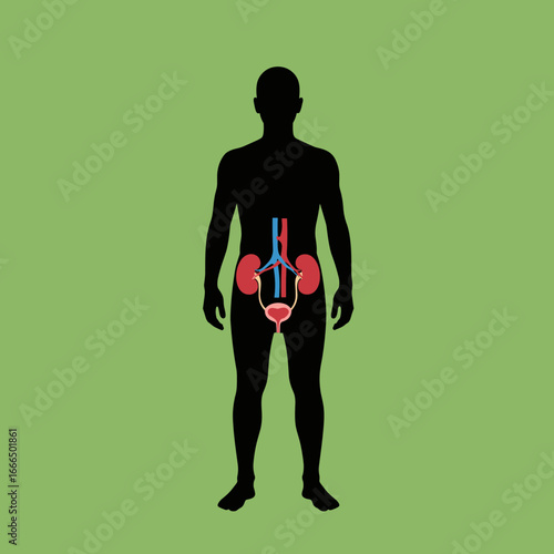 Understanding the human urinary system kidneys bladder ureters and urethra anatomy and function explained simply
