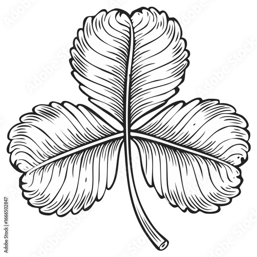 Shamrock botanical illustration drawing of plant symbol of good luck