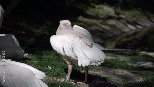 The pelican tucks its beak between its wings. The large, comical bird turns its head back and warms it with its wing feathers. The bird, ringed by ornithologists and ecologists, has a tag on its leg.