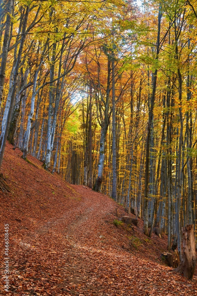 Obraz premium Gorgeous autumn landscape panorama of a scenic forest with lots of warm