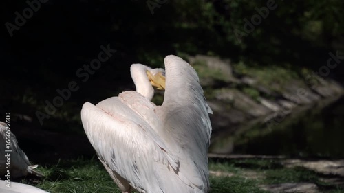 A pelican preens its wing feathers at a nesting site. A large and comical bird on the lake shore. Wildlife and the migration of pink and white pelicans to the southern coasts.