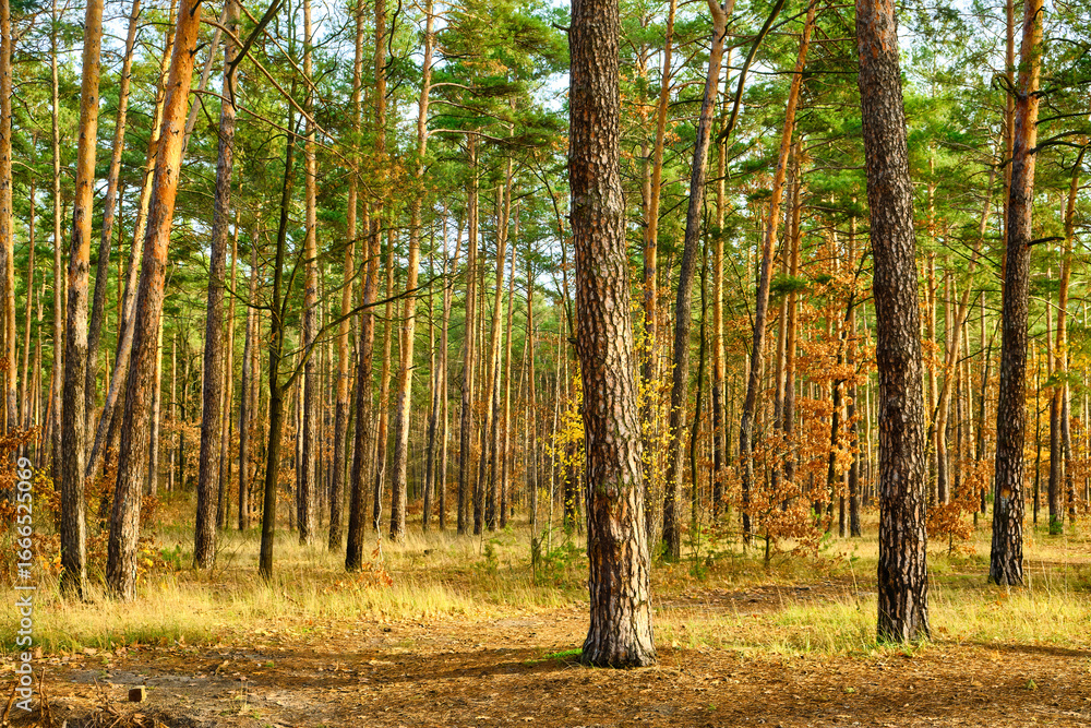 Fototapeta premium Pine Forest in Early Autumn