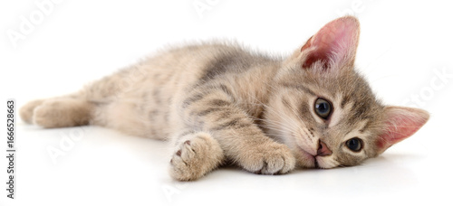 Cute tabby kitten lying down isolated on white background