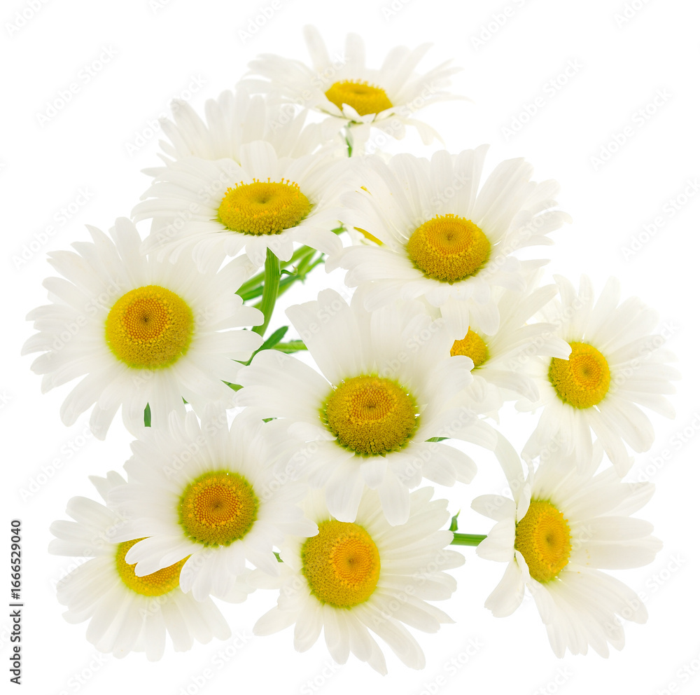 Fototapeta premium Beautiful daisies flowers isolated on white background