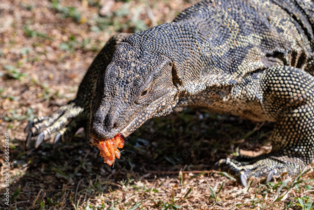 Obraz premium Closeup portrait of asian Water Monitor lizard (Varanus salvator) in Lumphini Park, downtown Bangkok. Eating piece of meat. Grass in background. 
