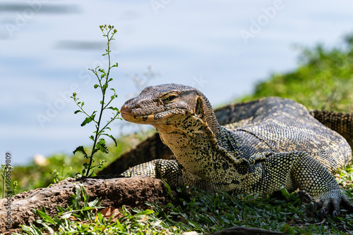 Asian Water Monitor lizard (Varanus salvator) near lake at Lumphini Park, Bangkok, Thailand. Tree root, blooming plant next to it.
