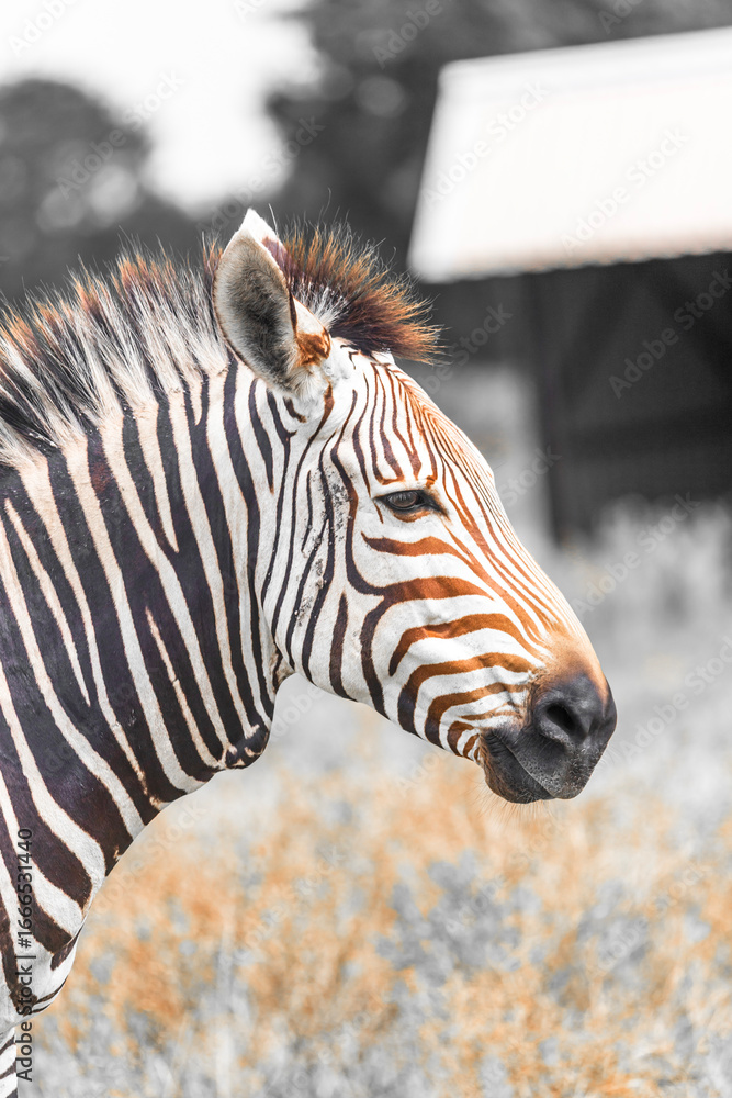 Fototapeta premium zebra close up, Fossil Rim Wildlife Center - Glen Rose, Texas, USA 
