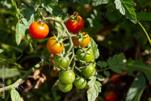 a cherry tomato branch with a variety of tomato colors from green to red