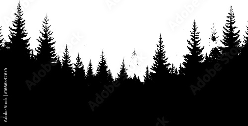 Misty Pine Forest Landscape at Dawn
