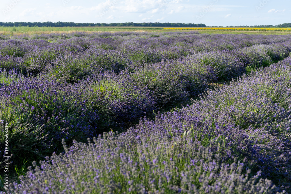 Naklejka premium Lavender field in the summer day