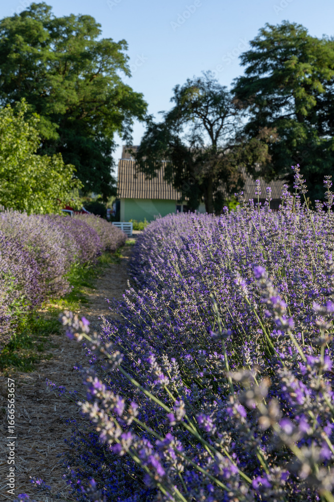 Fototapeta premium Lavender field in the summer day