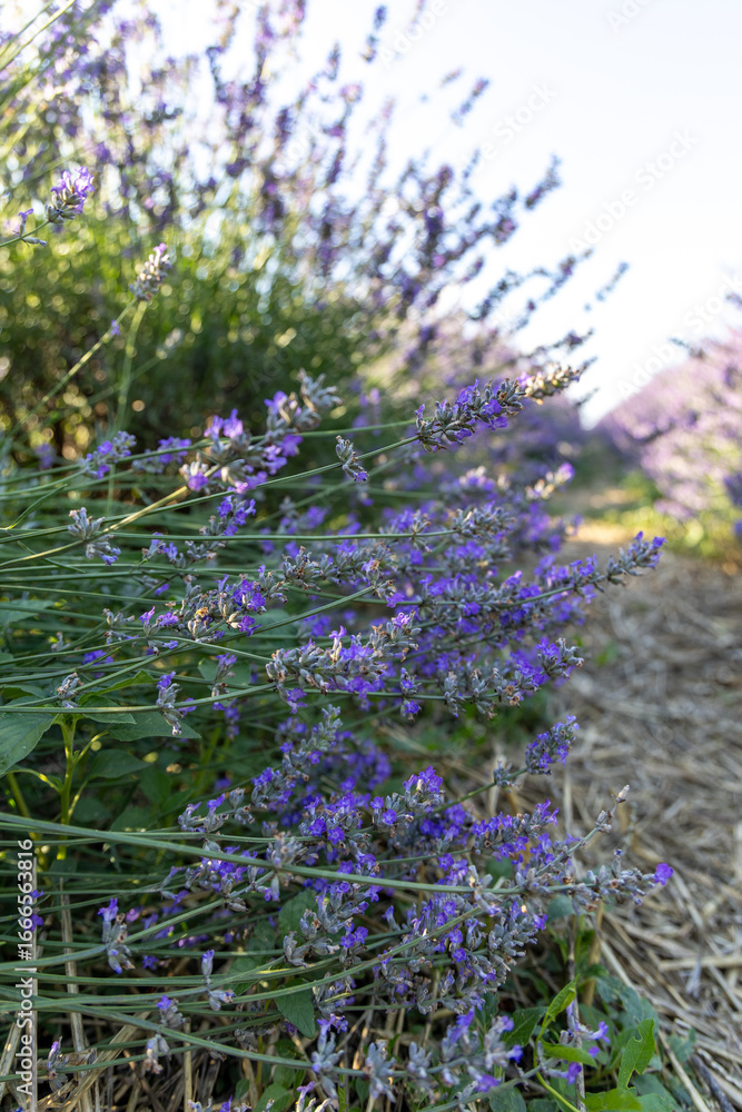 Obraz premium Blooming lavender in a summer field
