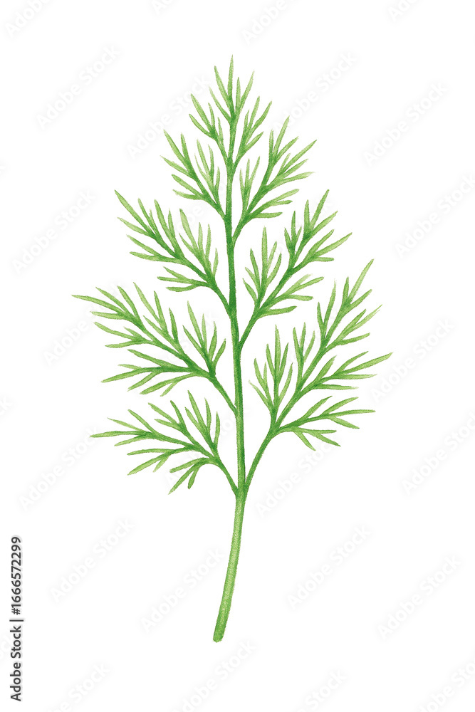Obraz premium Watercolor dill sprig, fresh aromatic green herb, botanical culinary illustration.